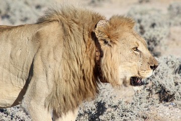Safari en Namibie