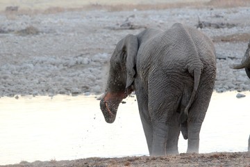 Safari en Namibie