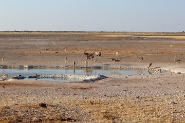 Fototapeta na wymiar Safari en Namibie