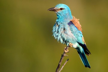 European roller sitting on a branch on a beautiful background