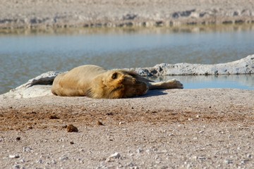 Fototapeta premium Safari en Namibie