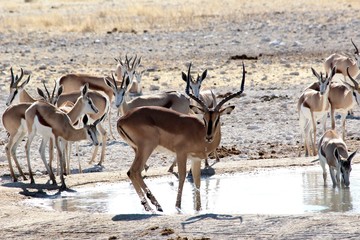 Safari en Namibie