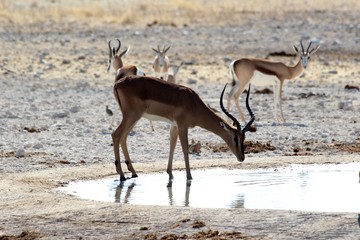 Safari en Namibie