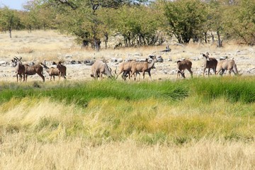 Naklejka na ściany i meble Safari en Namibie