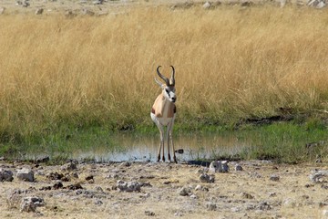 Safari en Namibie