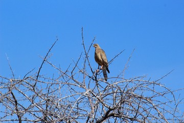 Safari en Namibie