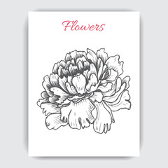 Vector illustration sketch - card with flowers peony