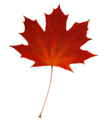 Fototapeta premium maple leaf red autumn
