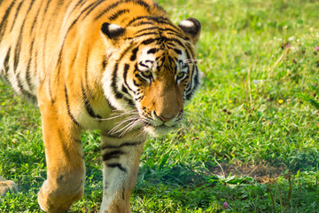 The Amur tiger walks through his domain