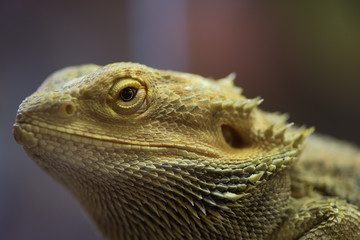Pogona vitticeps with light green skin. Bearded dragon