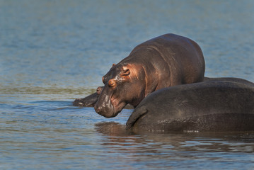 HIPPOPOTAMUS AMPHIBIUS, South Africa