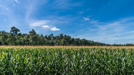 Ein Maisfeld in der Blüte
