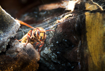 hornisse zwischen holzscheiten