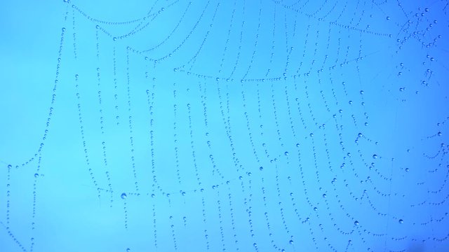 Water drops on spider web over blue background.