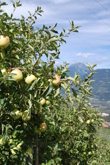 S&uuml;dtiroler &Auml;pfel