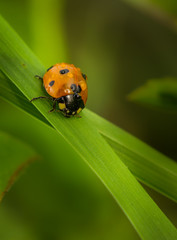 Ladybug