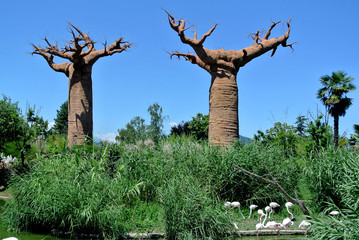 African baobab - obrazy, fototapety, plakaty