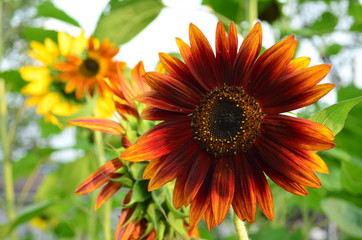 Unique red sunflower in bloom