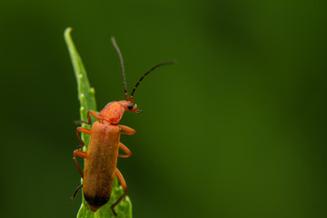 Bug