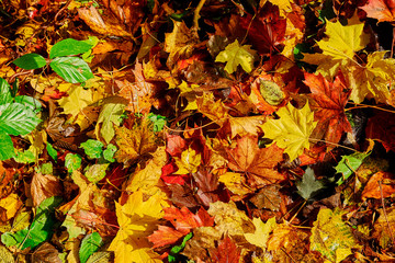 Naklejka na ściany i meble Vivid colored autumn leaves, fallen from trees, lying on the ground under fresh green beech leaves