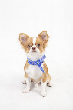 Chihuahua puppies
