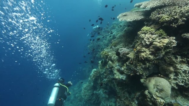 Scuba divers exploring coral reef wall at Bunaken Island, Sulawesi, Indonesia 