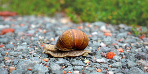 Snail close up