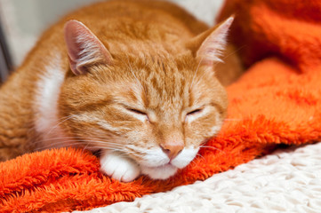 Naklejka premium red cat sweetly sleeping on the couch