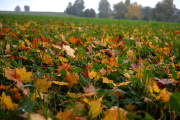 Meadow with autumn leaves