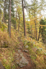 walking into the forest long a path in a cloudy day. No people around