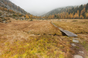 small bridge long a path in the meadow at fall