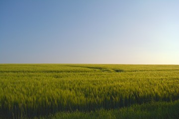 Field with blue sky