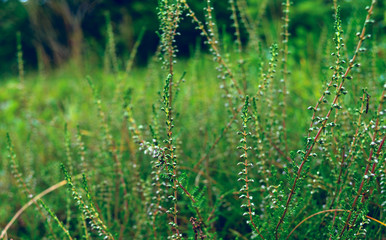 Green heather