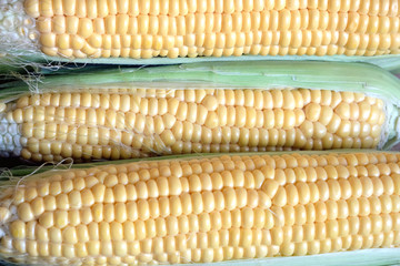 Row of many ripe corn on the cob with green leaves closeup