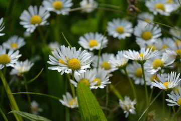 Daisies on a meadow