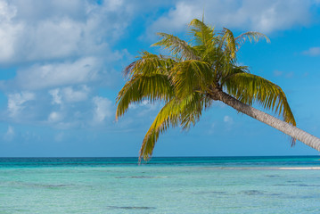    Tropical lagoon, in French Polynesia, with coconut tree on the turquoise sea
