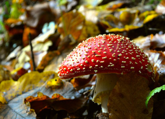 Toadstool in autumn