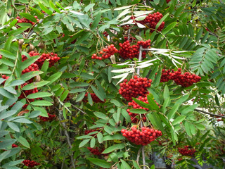 Colors of autumn. Grapes of mountain ash on the background of green foliage.