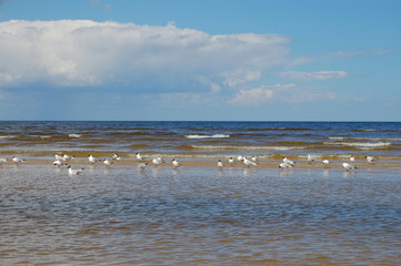 Seagulls on the beach in Jurmala, Latvia
