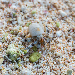     Hermit crab walking on the sand on an atoll, French Polynesia 
