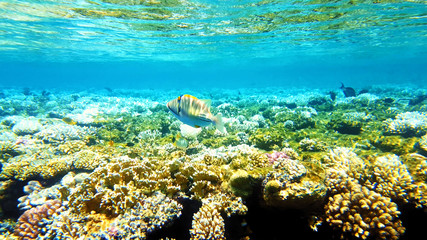 Tropical fish and colorful coral reef underwater shot. Red sea coral reef underwater nature wild life.