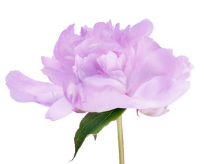 isolated lilac peony flower bloom