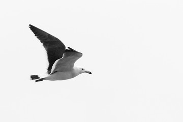 Obraz premium Serie Vuelo de la Gaviota