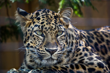 Fototapeta na wymiar Amur leopard with green eyes looking at something