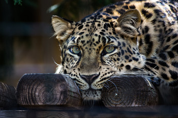 Amur leopard with green eyes lounging  on wood surface - obrazy, fototapety, plakaty
