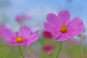 コスモス