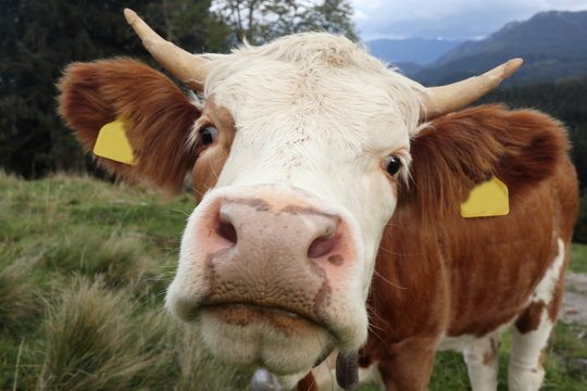 neugieriger lustiger Kuhblick