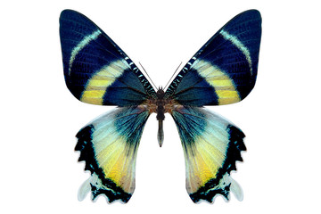 beautiful butterfly isolated on a white