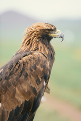 portrait of a brown eagle