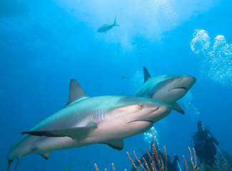 Obraz na płótnie Canvas Caribbean reef sharks and divers.
